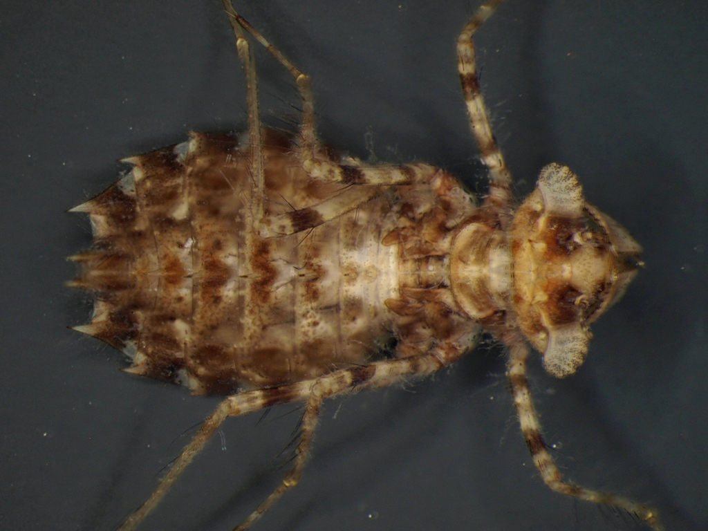 Leucorrhinia caudalis